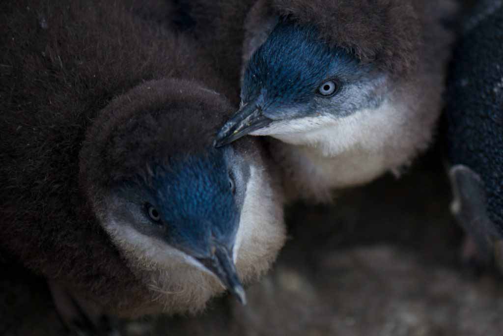 A penguin tour is the best way to see these glorious creatures up close. We share what you can expect on a Bicheno Fairy Penguin Tour in Tasmania.