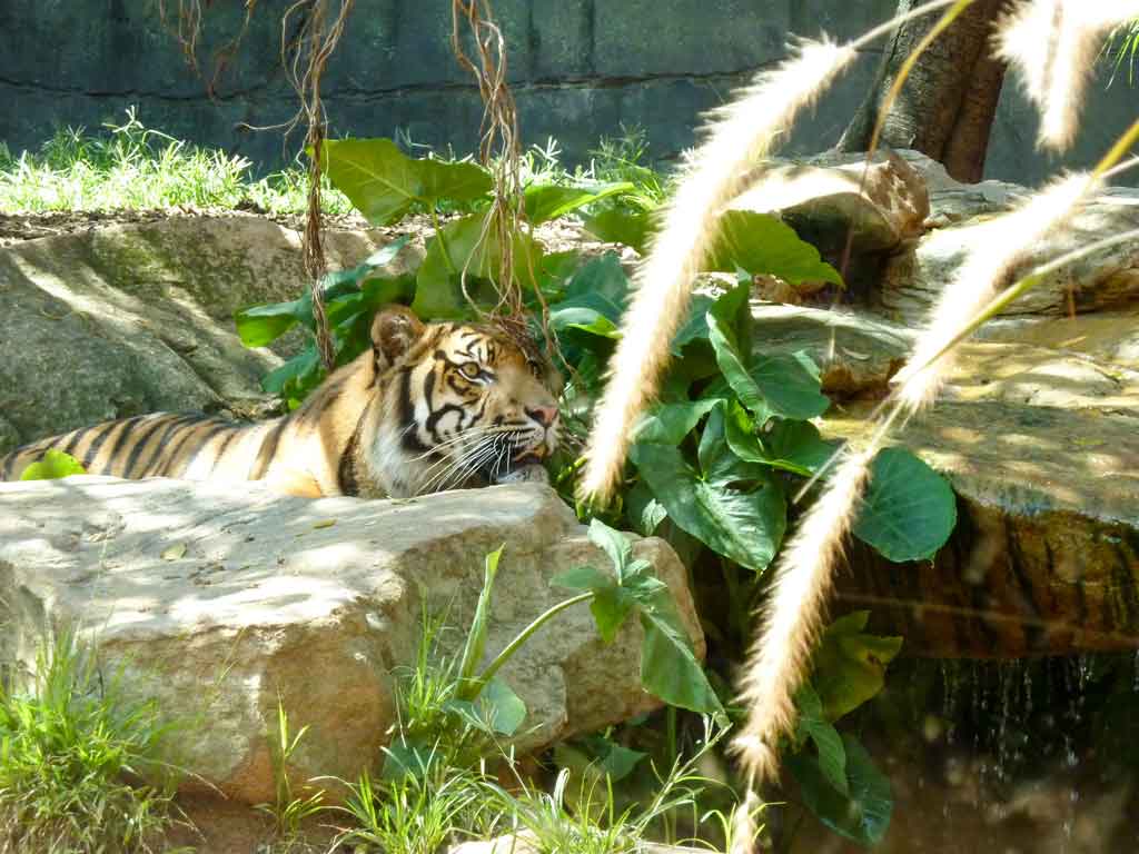 Animal Encounters At Taronga Zoo And Featherdale Wildlife