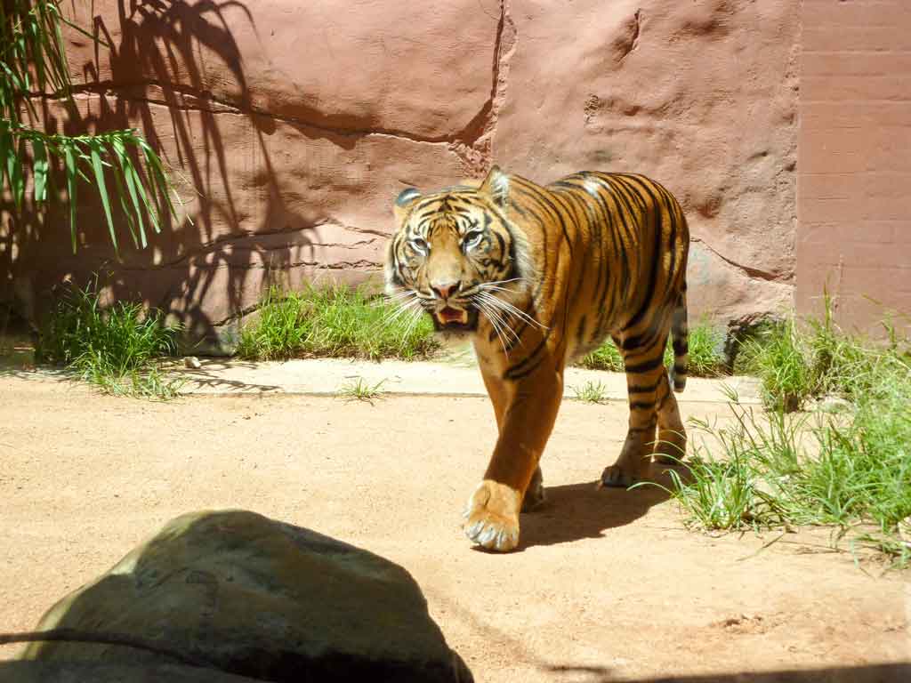 Tips, Advice and What to Expect from Taronga Zoo and Featherdale Wildlife Park